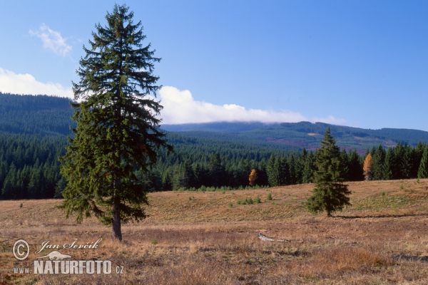 Šumava (Sum)