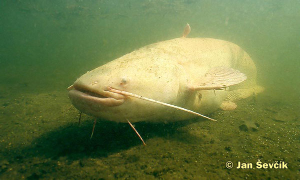 Sumec západný (Silurus glanis)