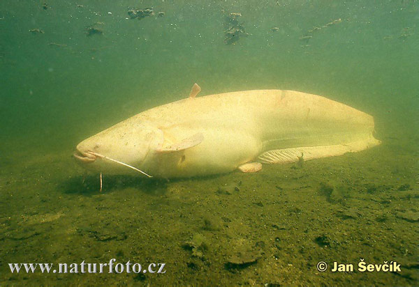 Sumec západný (Silurus glanis)