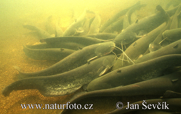 Sumec západný (Silurus glanis)