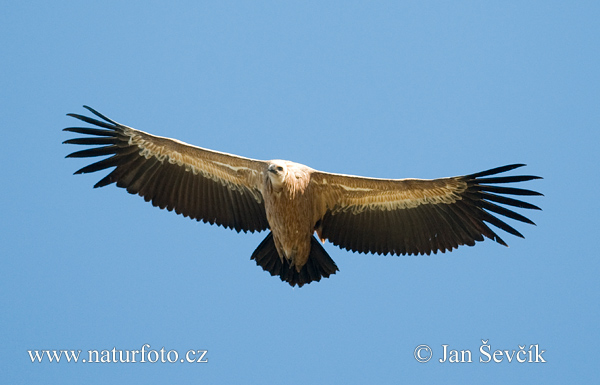 Sup bielohlavý (Gyps fulvus)