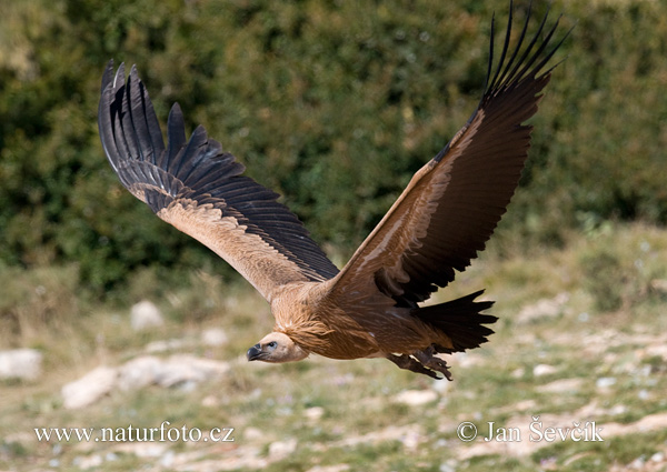 Sup bielohlavý (Gyps fulvus)