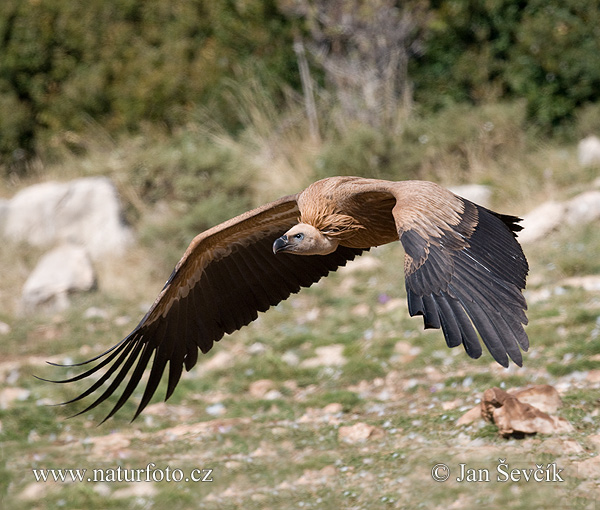 Sup bielohlavý (Gyps fulvus)