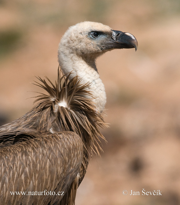 Sup bielohlavý (Gyps fulvus)