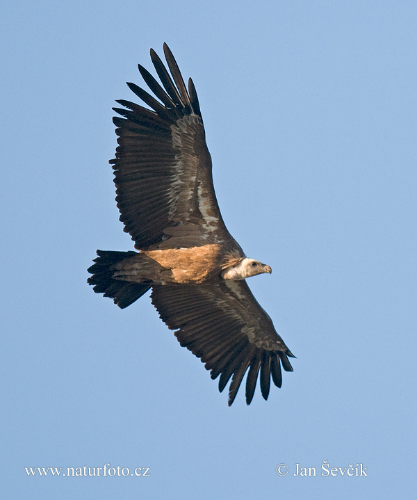 Sup bielohlavý (Gyps fulvus)