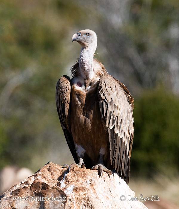 Sup bielohlavý (Gyps fulvus)