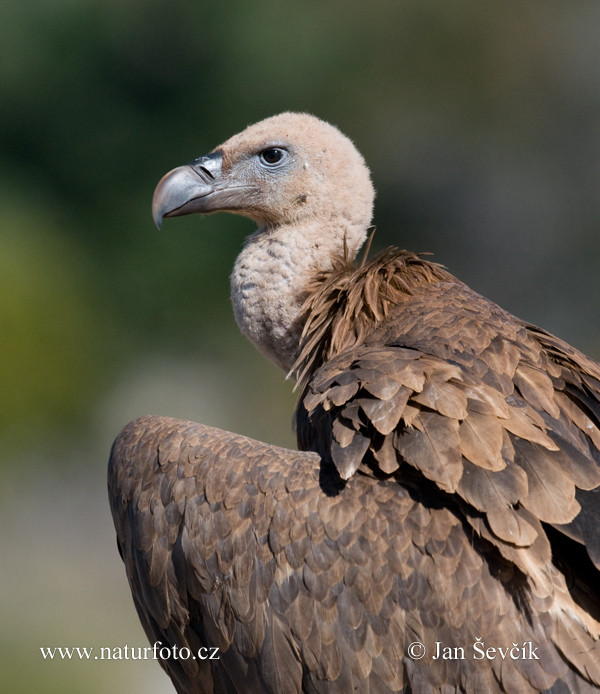 Sup bielohlavý (Gyps fulvus)