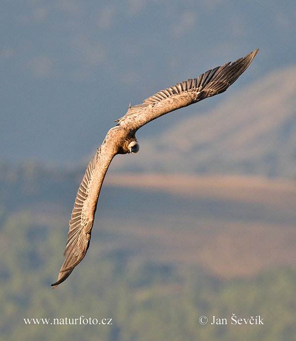 Sup bielohlavý (Gyps fulvus)