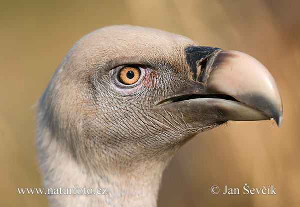 Sup bielohlavý (Gyps fulvus)