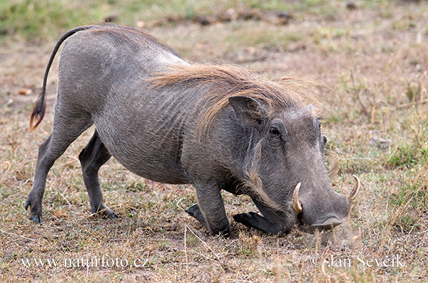 Sviňa bradavičnatá (Phacochoerus africanus)