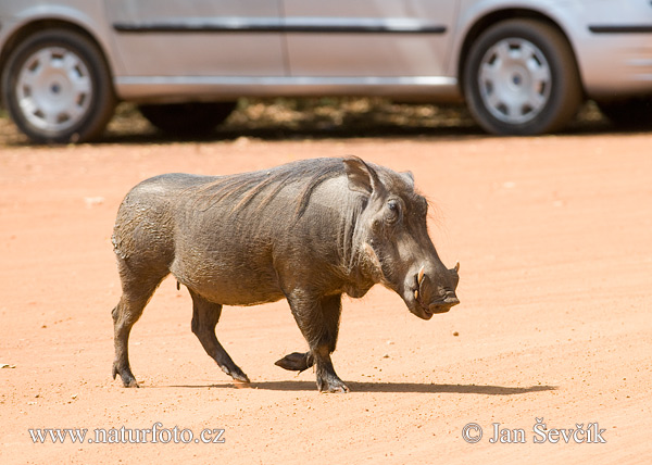 Sviňa bradavičnatá (Phacochoerus africanus)