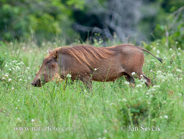 Sviňa bradavičnatá (Phacochoerus africanus)