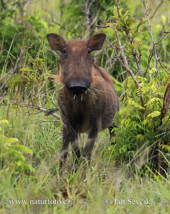 Sviňa bradavičnatá (Phacochoerus africanus)