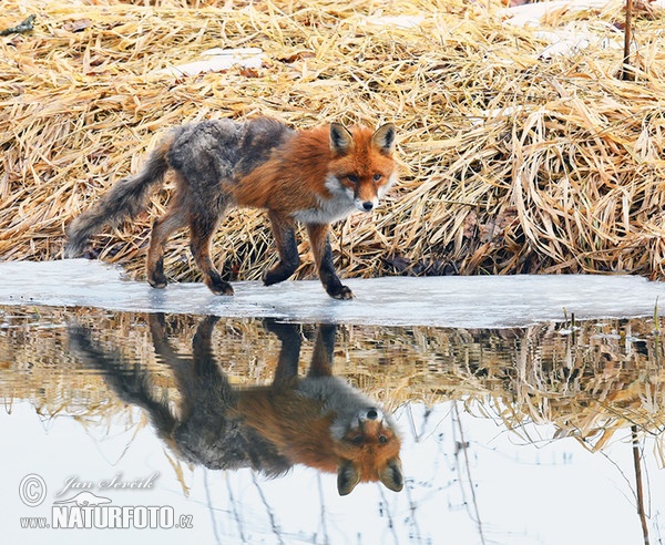 Svrab lišek (Vulpes vulpes)