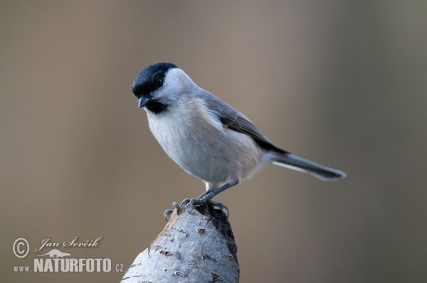 Sýkora lužní (Parus montanus)