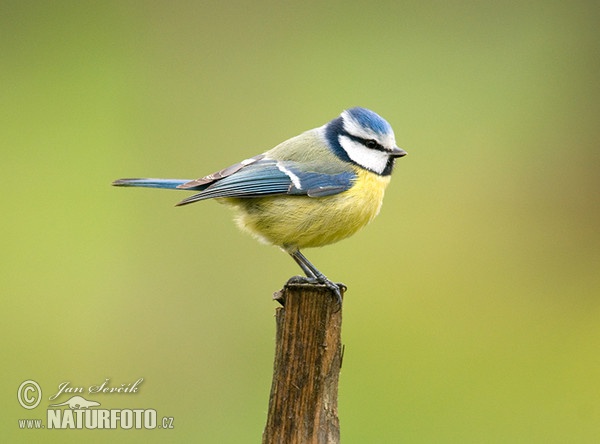 Sýkora modřinka (Cyanistes caeruleus)