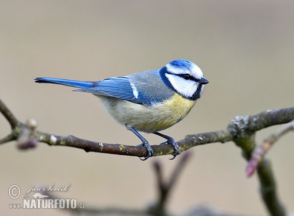 Sýkora modřinka (Cyanistes caeruleus)