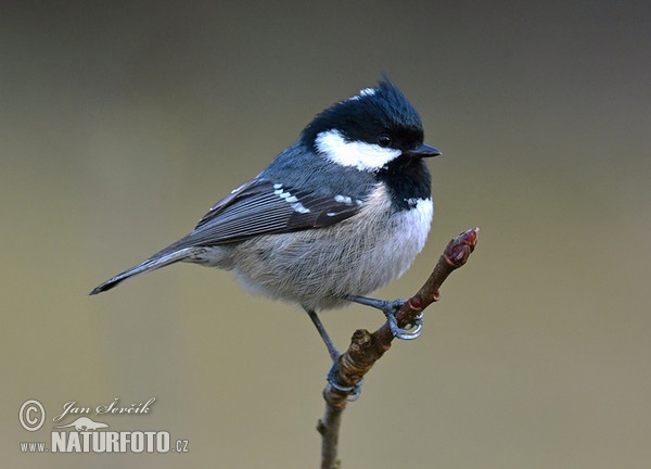 Sýkora úhelníček (Periparus ater)