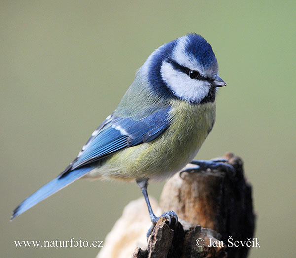 Sýkorka belasá (Cyanistes caeruleus)