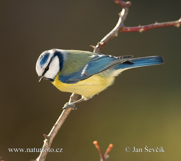 Sýkorka belasá (Cyanistes caeruleus)