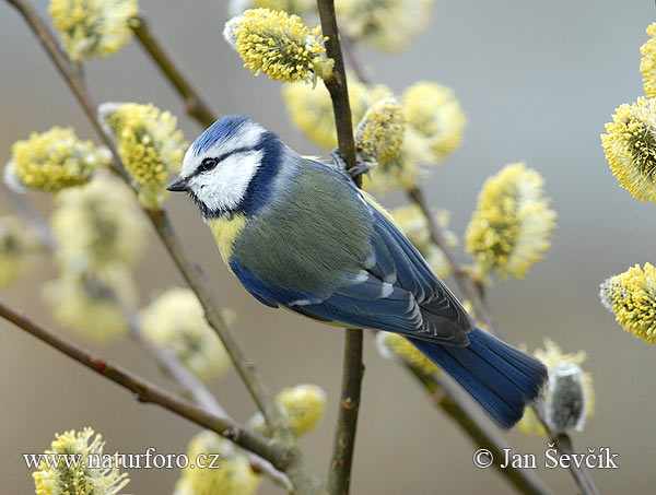 Sýkorka belasá (Cyanistes caeruleus)