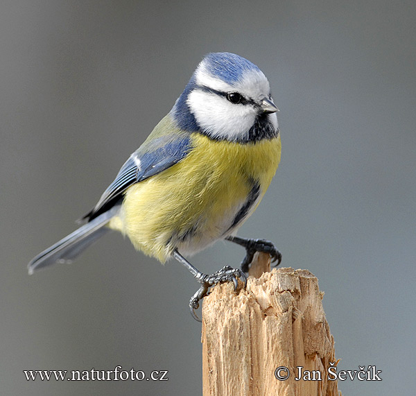 Sýkorka belasá (Cyanistes caeruleus)