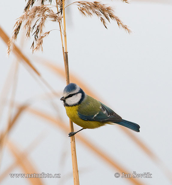 Sýkorka belasá (Cyanistes caeruleus)