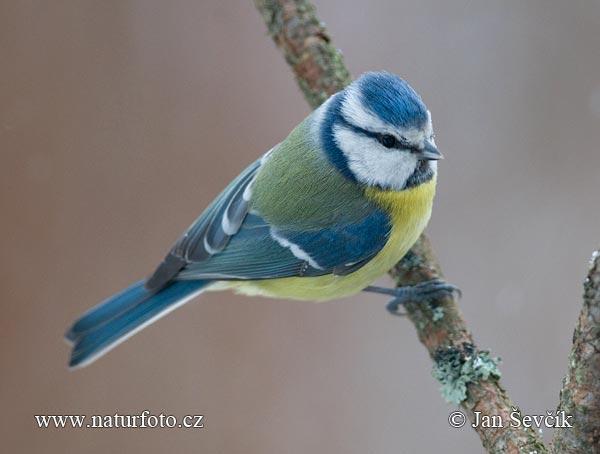 Sýkorka belasá (Cyanistes caeruleus)