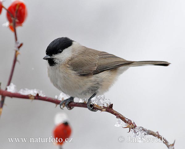 Sýkorka lesklohlavá (Parus palustris)