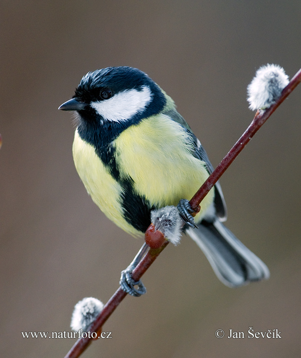 Sýkorka veľká (Parus major)