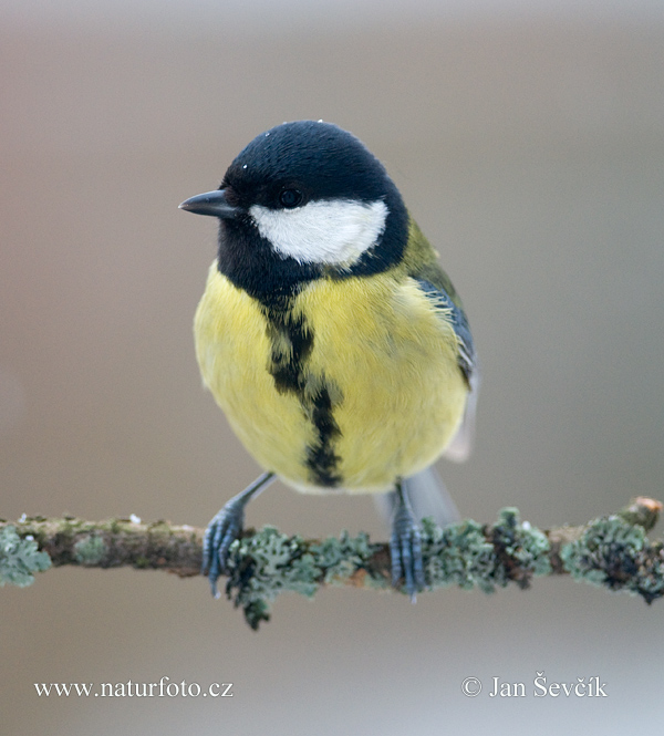 Sýkorka veľká (Parus major)