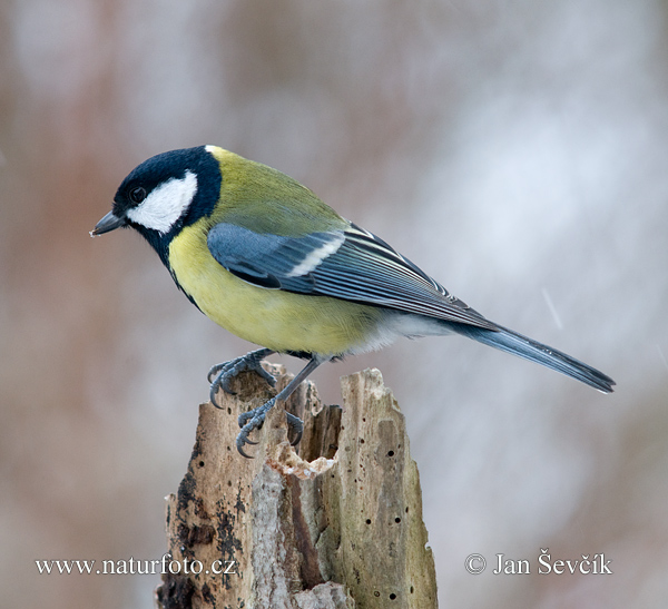 Sýkorka veľká (Parus major)