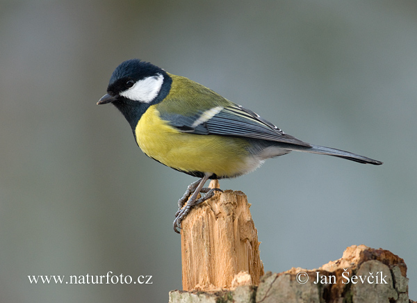 Sýkorka veľká (Parus major)