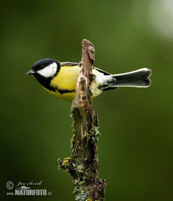 Sýkorka veľká (Parus major)