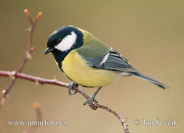 Sýkorka veľká (Parus major)