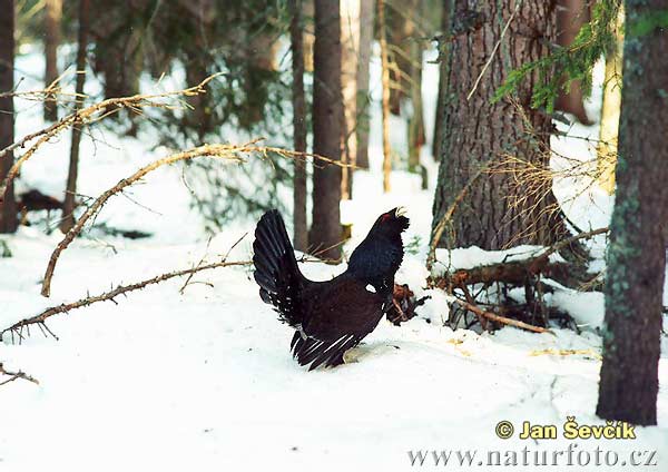 Tetrov hlucháň hôrny (Tetrao urogallus)