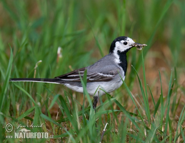 Trasochvost biely (Motacilla alba)