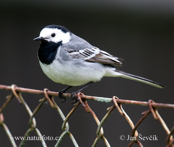 Trasochvost biely (Motacilla alba)