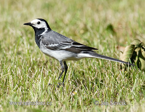 Trasochvost biely (Motacilla alba)