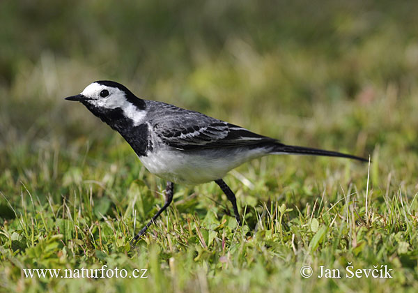 Trasochvost biely (Motacilla alba)