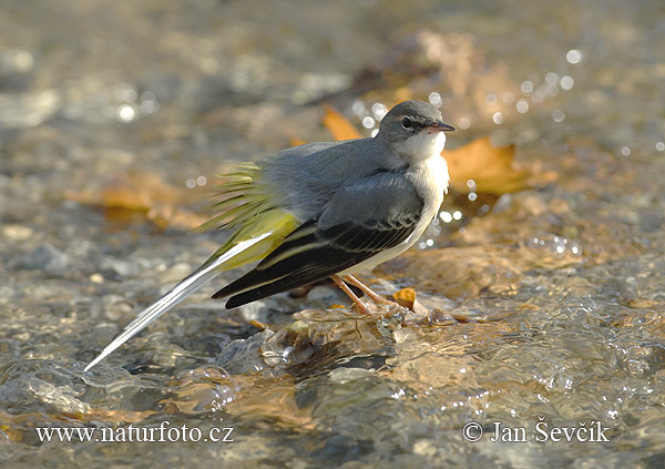 Trasochvost horský (Motacilla cinerea)