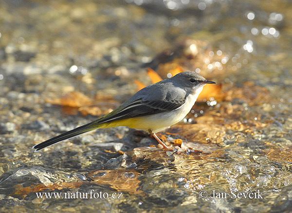 Trasochvost horský (Motacilla cinerea)