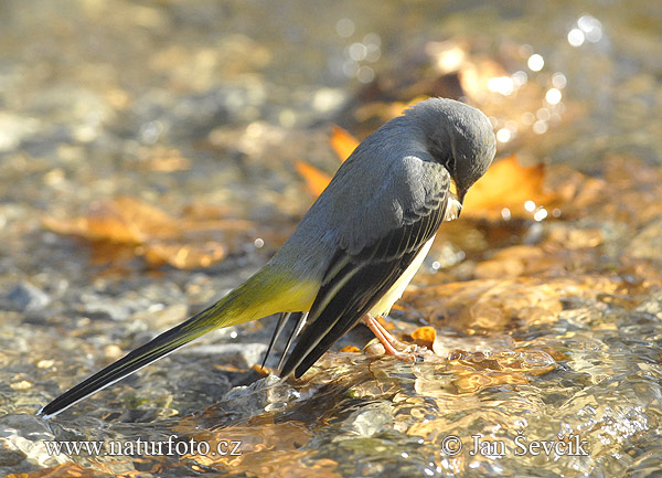 Trasochvost horský (Motacilla cinerea)