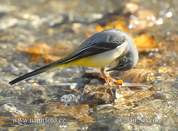 Trasochvost horský (Motacilla cinerea)