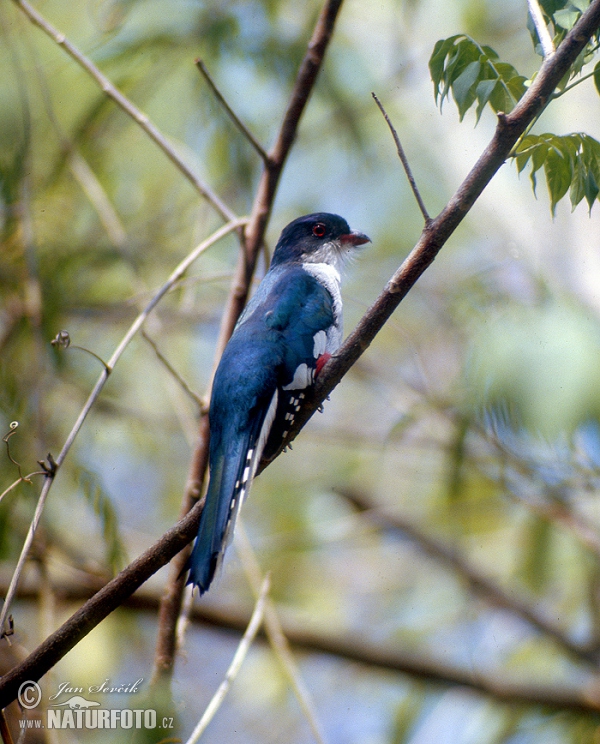 Trogon kubánský (Priotelus temnurus)