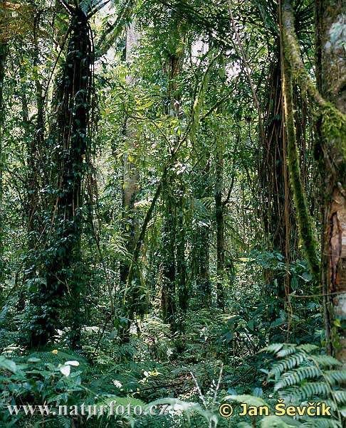 Tropický deštný les (BAL)