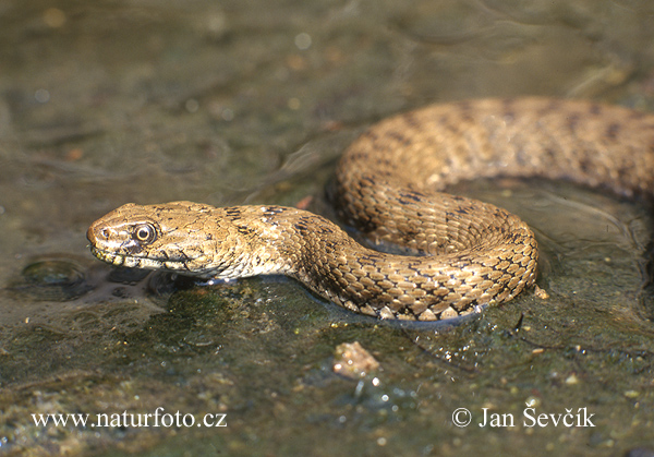 Užovka fŕkaná (Natrix tessellata)