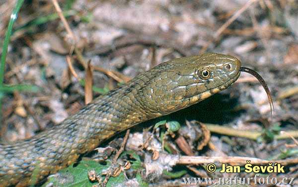 Užovka fŕkaná (Natrix tessellata)