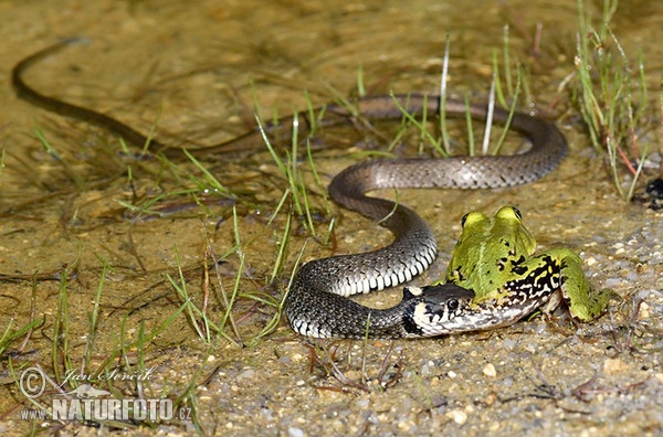 Užovka obojková (Natrix natrix)