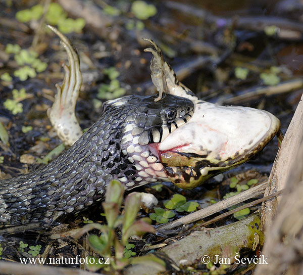 Užovka obojková (Natrix natrix)